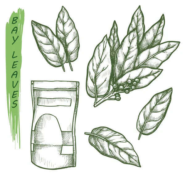 Bay leaf spice and herbal seasonings, sketch herbs — Stockvektor