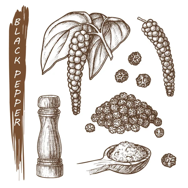 Set of black pepper spice, peppercorns sketch — 스톡 벡터