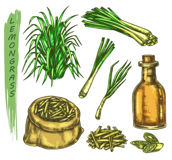 Set of colorful sketches of lemongrass plant — Stok Vektör