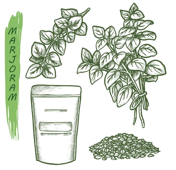 Marjoram spice and herbal seasonings, sketch herbs — 图库矢量图片