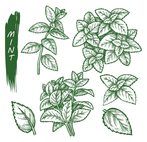 Ensemble d'épices à la menthe, menthe poivrée, herbes à croquis à la menthe verte — Image vectorielle