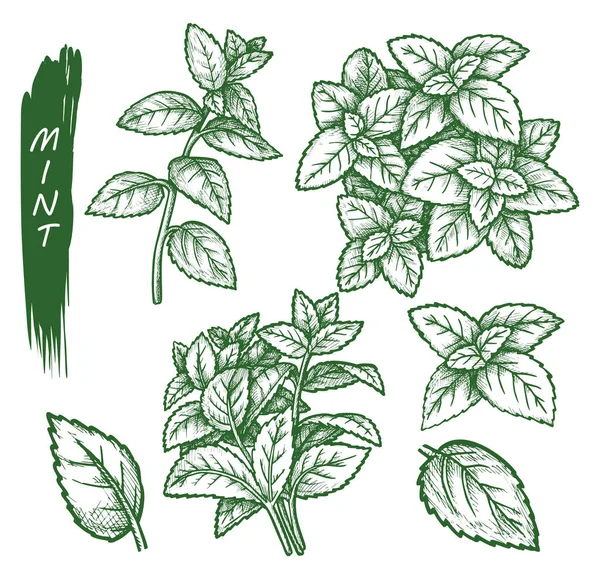 Mint spice set, peppermint, spearmint sketch herbs
