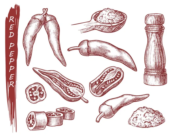 Red pepper spice seasonings, chili pepper sketch — ストックベクタ