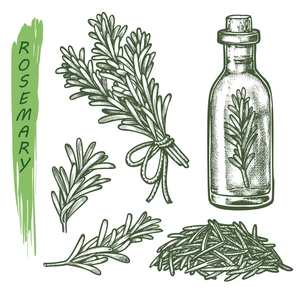 Conjunto de alecrim, ervas aromáticas e temperos de especiarias — Vetor de Stock