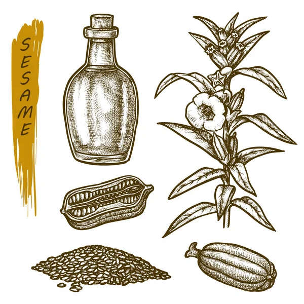 Sketch susam tohumları ve yağ, baharat baharatları. — Stok Vektör