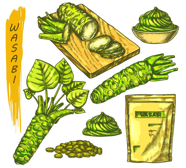 Vector color sketch for wasabi or japanese sashimi