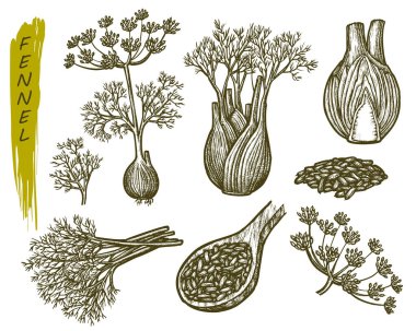 Sketch fennel, herbs and spices seasoning plant clipart