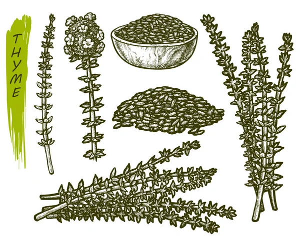 Skica tymiánu, bylin a koření koření rostlin — Stockový vektor