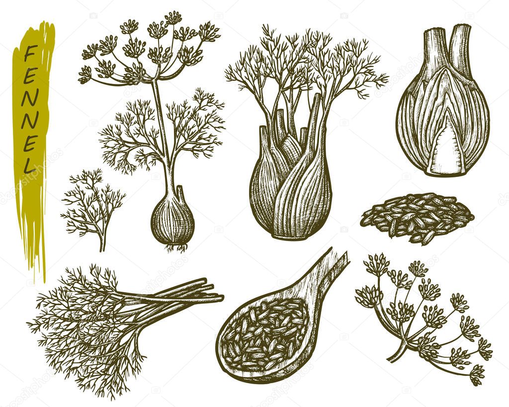 Sketch fennel, herbs and spices seasoning plant