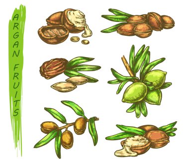 Argan meyveleri renkli eskiz, argania ağacı yaprak dalında meyve tohumları. Paket tasarımı için Argan yağı sıçrama resmi simgeleri