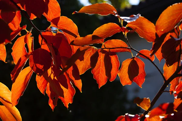 Hojas de otoño ardientes — Foto de Stock