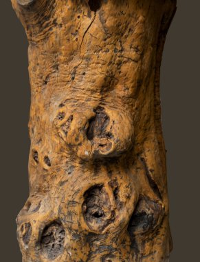 zeytin ağacı yerleştirilen önünde Dükkanı dekorasyonu