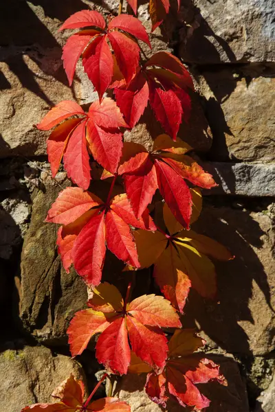 Κόκκινα φύλλα φθινοπώρου φράκτης — Φωτογραφία Αρχείου