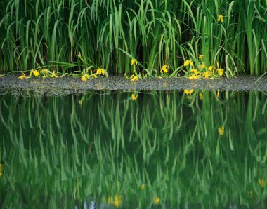 Çiçek açan sarı çiçekler 