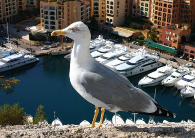 Yalnız martı tünemiş bir