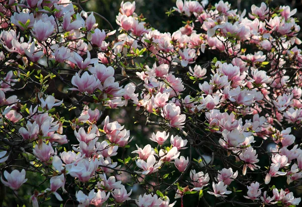 Magnolia blossom with many colors in spring — Stock Photo, Image