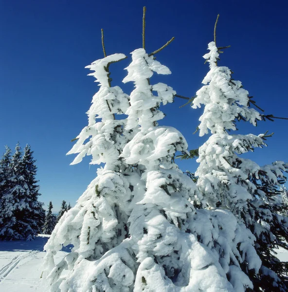 Schöner verschneiter Wald _ 2 — Stockfoto