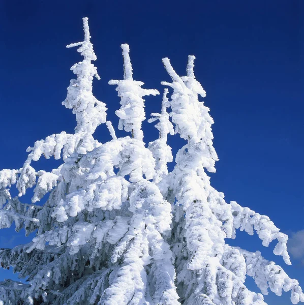 Schöner schneebedeckter Wald _ 3 — Stockfoto