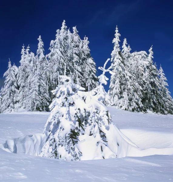 güzel karlı forest_4