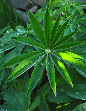 yaprakları _3 üzerinde çiğ damlaları