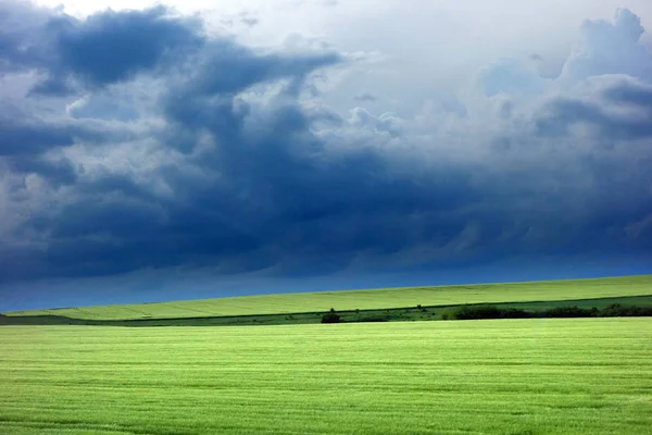 Grüne Wiesen im Frühling auf dem Land — Stockfoto