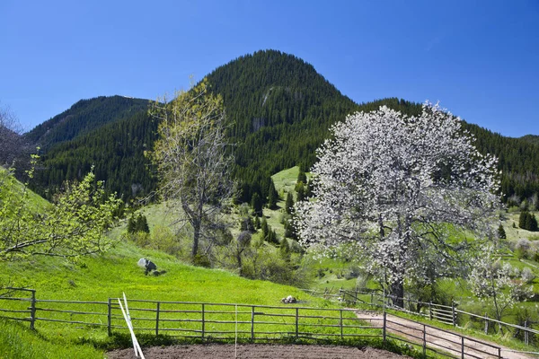 Cherry blossom spring in the mountains — Stock Photo, Image