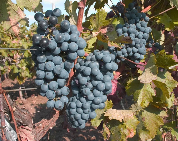 Dojrzałe wino grapes_2 — Zdjęcie stockowe