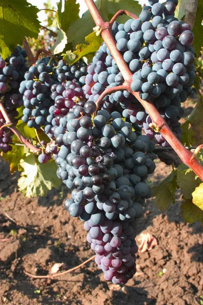 Dojrzałe wino grapes_3 — Zdjęcie stockowe
