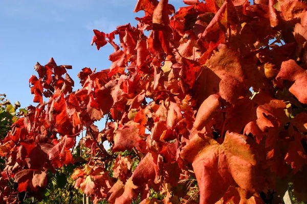 Κόκκινο αμπελώνες φθινόπωρο — Φωτογραφία Αρχείου