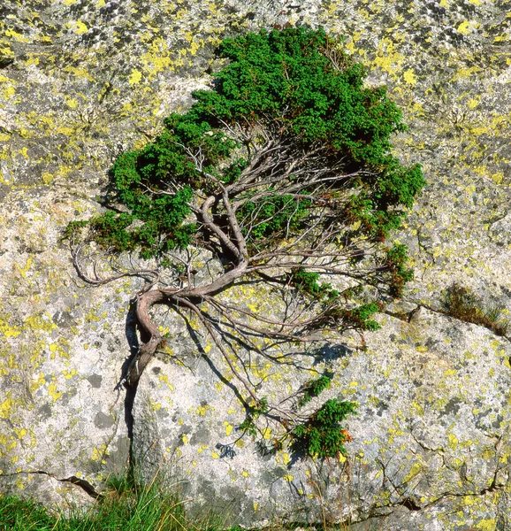 Νεαρό δέντρο μεγαλώνει προς το βράχο — Φωτογραφία Αρχείου