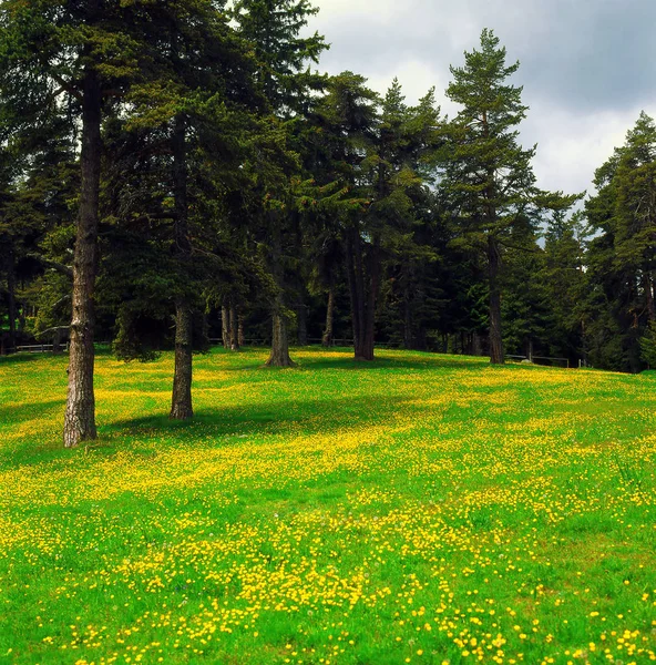 Bellissimo prato fiorito nel bosco — Foto Stock