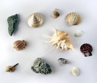 Deniz hayvanları güzel kabukları bir bileşimi