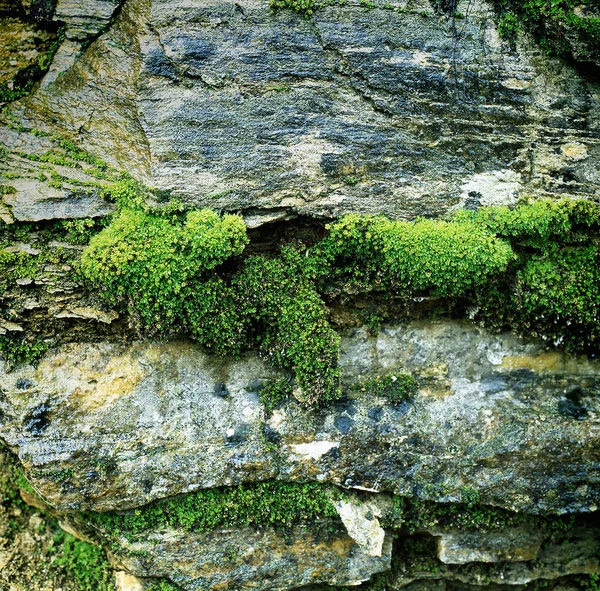 Una roccia con fiori freschi in fiore — Foto Stock