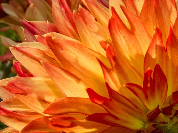 dalia_3 güzel yaprakları