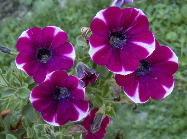 Hermosas petunias están floreciendo _ 2 — Foto de Stock