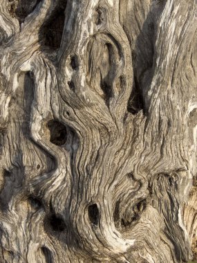 doku eski zeytin ağacının