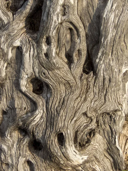 doku eski zeytin ağacının