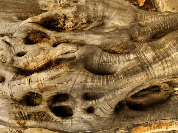 doku eski zeytin tree_6