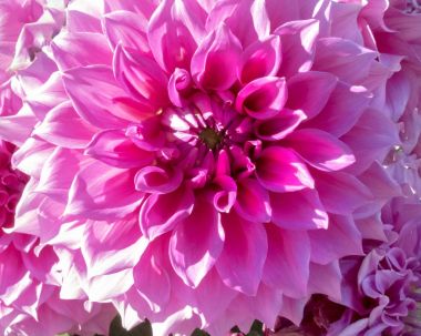 dalia_11 güzel yaprakları