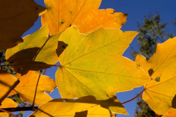 Φθινόπωρο φθινόπωρο leaves_2 — Φωτογραφία Αρχείου