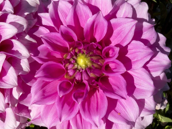 dalia_12 güzel yaprakları