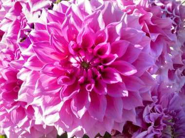 dalia_15 güzel yaprakları