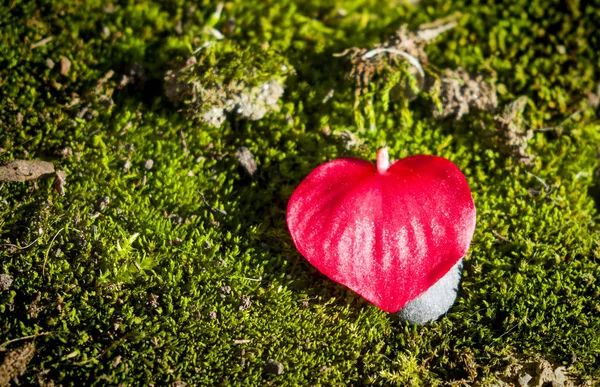 Flower of love for valentine — Stock Photo, Image