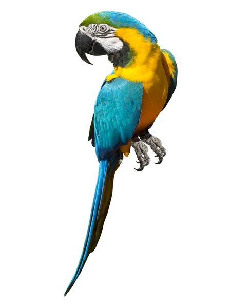 Beautiful Blue Parrot Dressed Yellow White Black Feathers — Stock Photo, Image