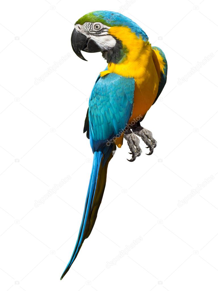 a beautiful blue parrot dressed in yellow white and black feathers