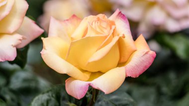 Istanbul, Türkiye - 23 Nisan 2016: Güzel tek sarı gül bahçesinde