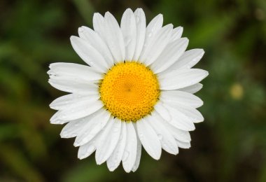 Yaz ya da bahar Papatya çiçekli güzel bahçe