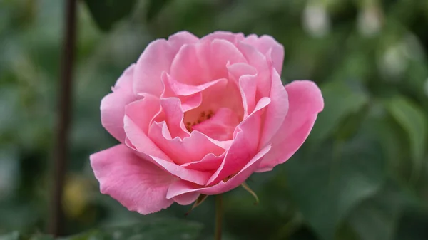 Beautiful pink rose in a garden — Stock Photo, Image