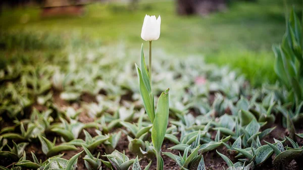 Tulip putih tunggal di musim semi — Stok Foto