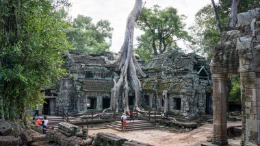 Ta Prohm Temple, Angkor arkeolojik Park, Siem Reap Kamboçya'daki bir bina sarılma antik ağaç